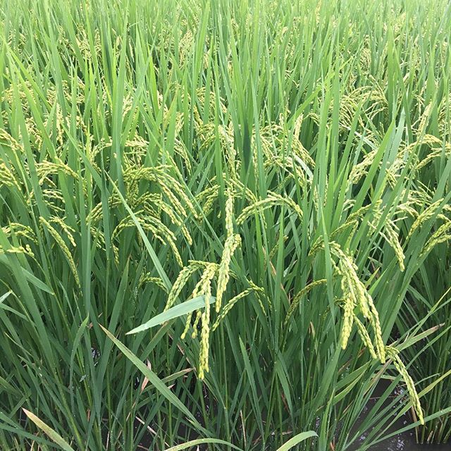 稲がかなり成長してお辞儀し始めてます♪稲刈りまでもう少し(^_^)猛暑の中でもグングン成長してくれるYamamotoFarmの米。収穫して食べるのが楽しみです(´∀｀) 