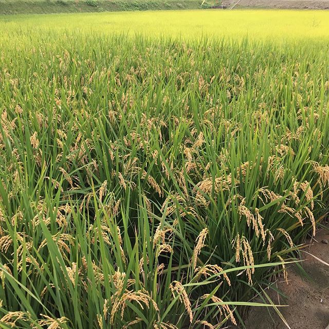 稲刈りの3日前の写真。今年の稲はとってものびのびしている感じがします(๑˃̵ᴗ˂̵) 